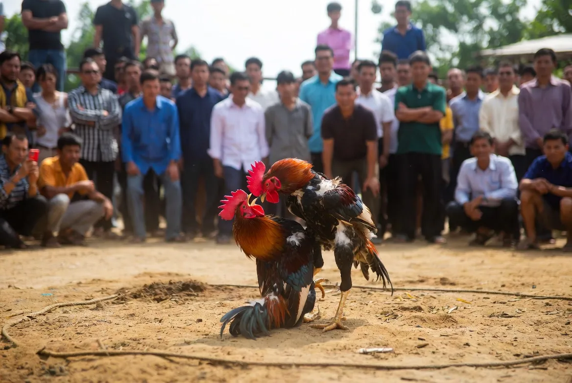 Hướng dẫn xem đá gà trực tiếp CPC4 chi tiết