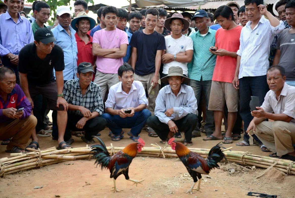 Kinh nghiệm xem đá gà trực tiếp CPC5 chuyên nghiệp