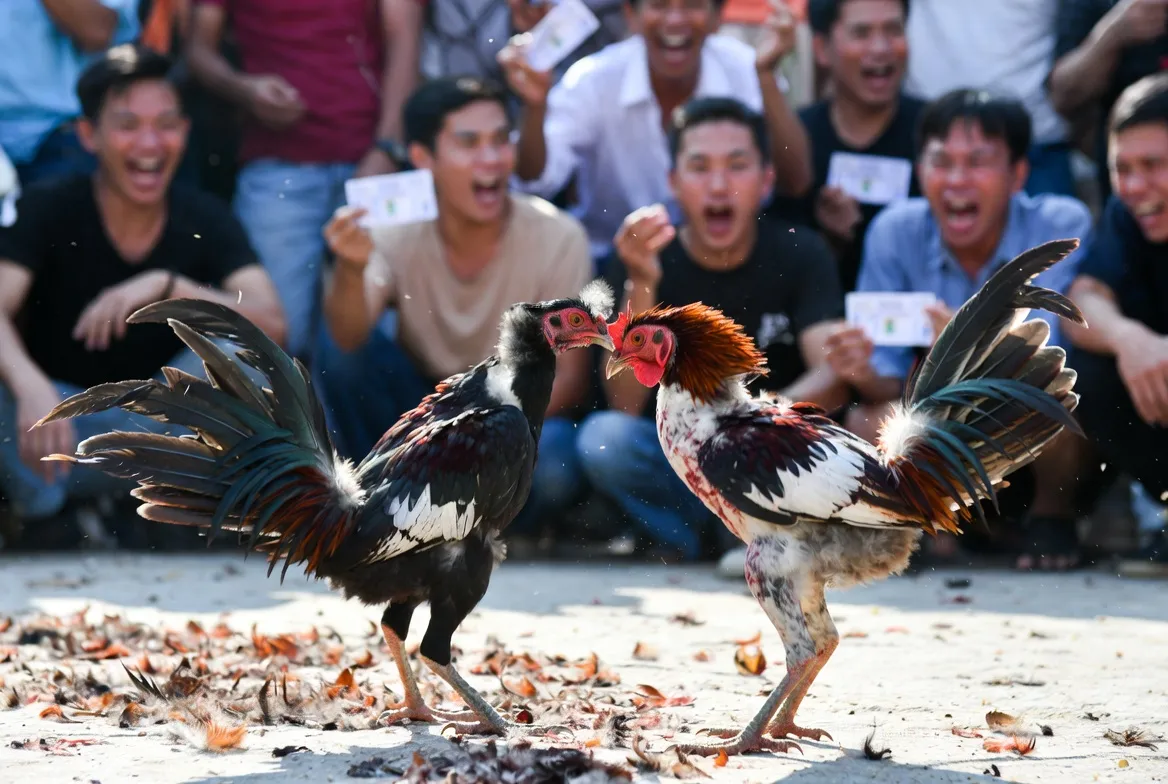 Lịch thi đấu đá gà trực tiếp CPC3 hàng ngày