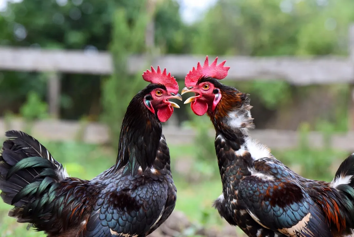 Lịch thi đấu đá gà trực tiếp CPC4 hàng ngày