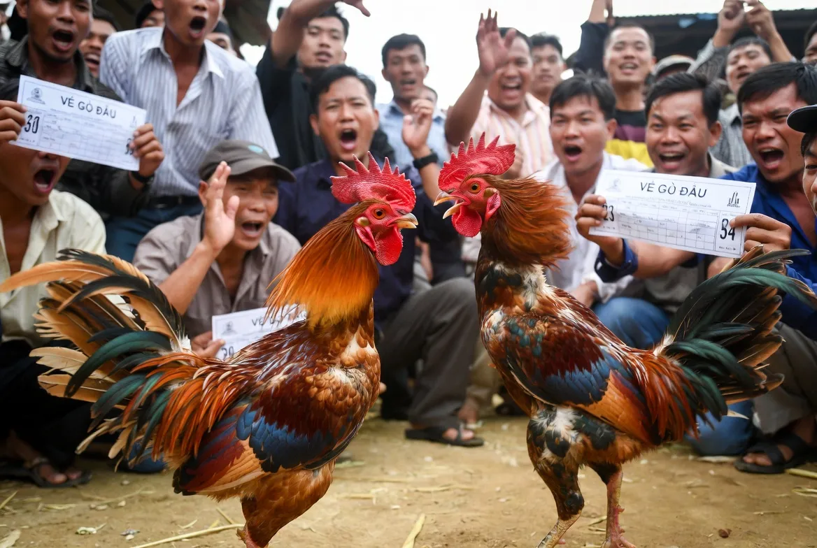 Lịch thi đấu đá gà trực tiếp CPC5 premium hàng ngày