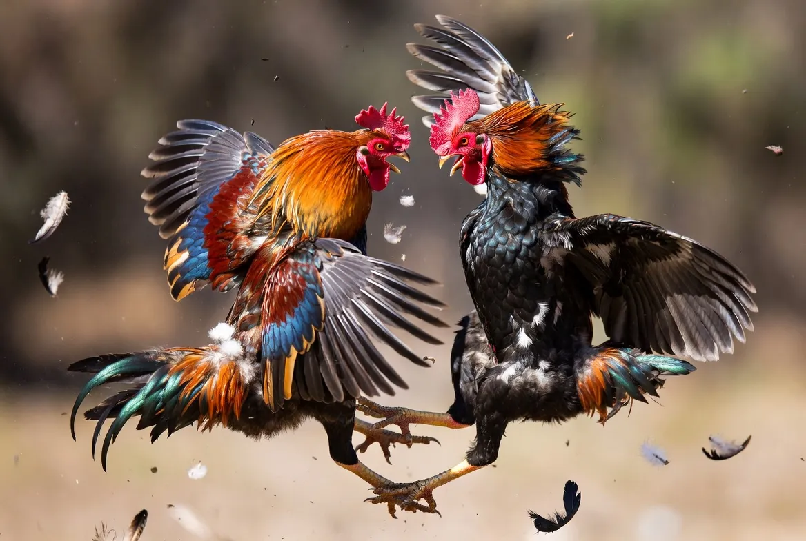 Lịch thi đấu đá gà trực tiếp ThomoHot hàng ngày