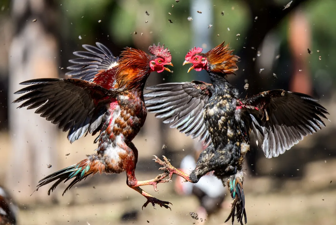 Trường gà CPC3 - Đá gà trực tiếp C3 uy tín