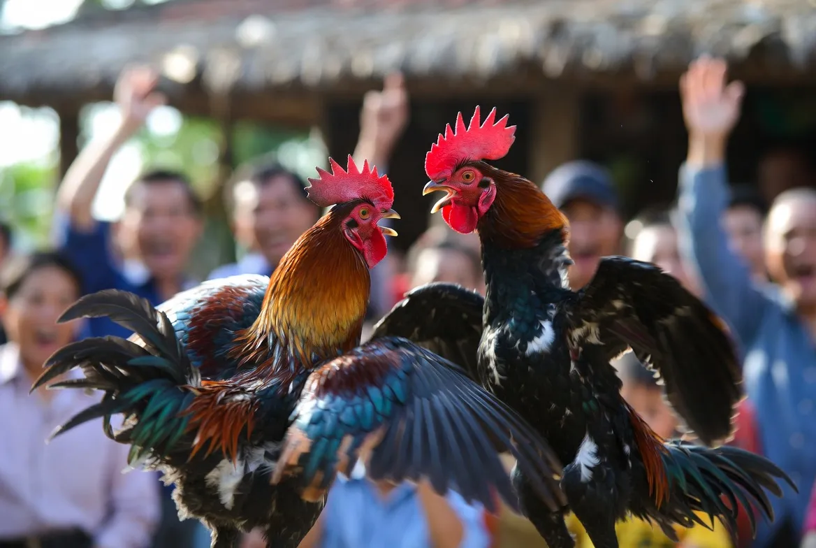 Trường gà CPC4 - Đá gà trực tiếp C4 uy tín