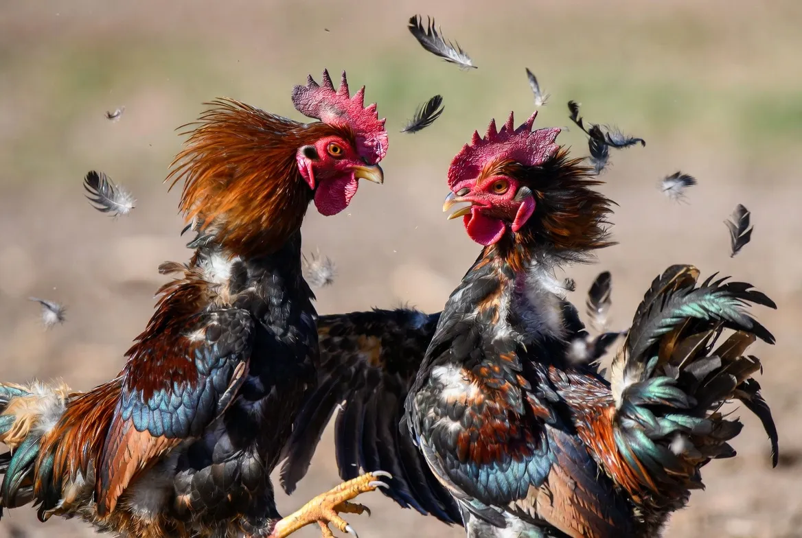 Xem đá gà trực tiếp ThomoHot Campuchia nổi tiếng