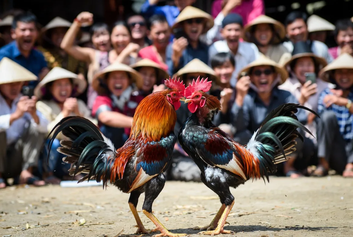 đá gà trực tiếp(2)